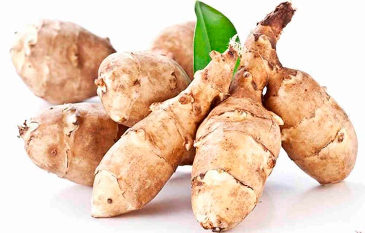 Агава и алоэ для текилы